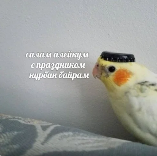 bird bird animal parrot