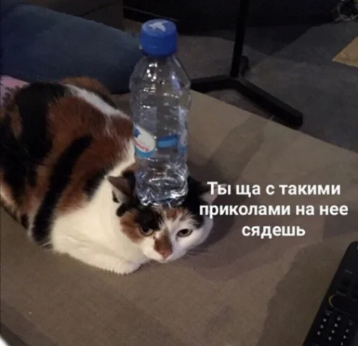 cat cat indoor animal