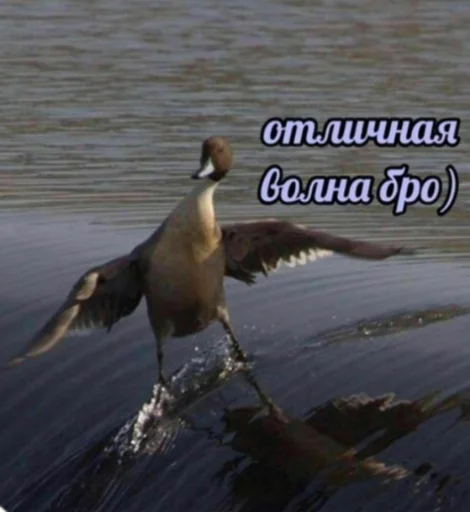 animal animal bird outdoor
