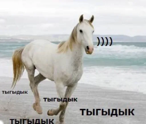 animal animal mammal horse