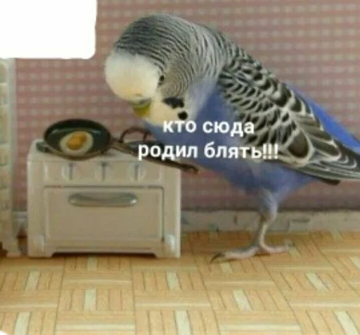 bird bird animal parrot