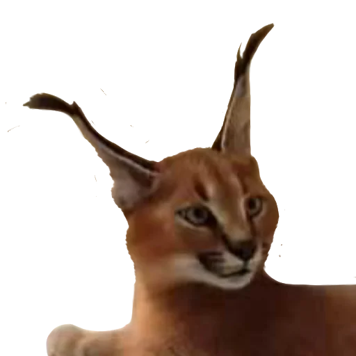 Mexican Lottery, Caracal Cat, The Floppa' Sticker