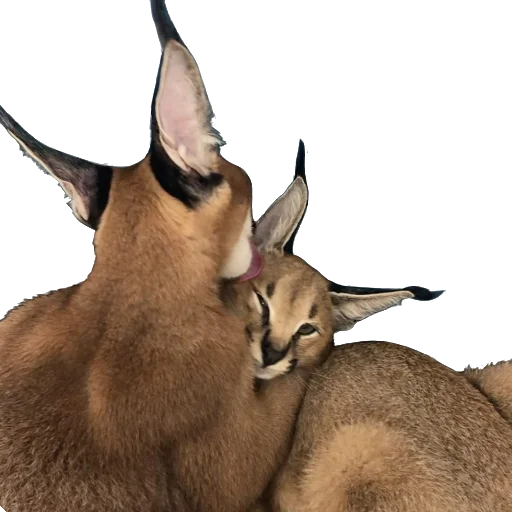 Mexican Lottery, Caracal Cat, The Floppa' Sticker