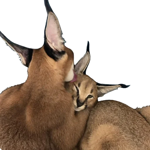 Sticker Floppa (Caracal) - 0