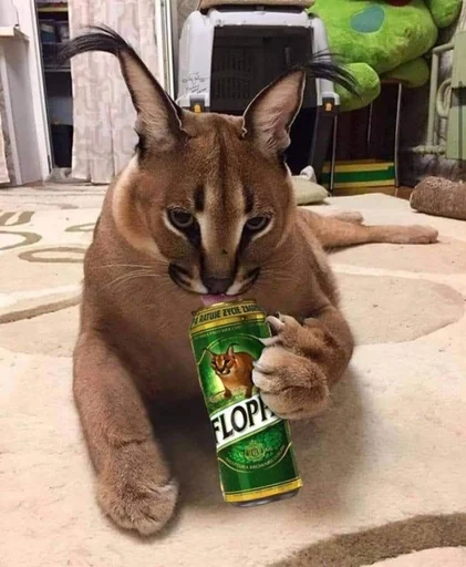 кошка животное млекопитающее