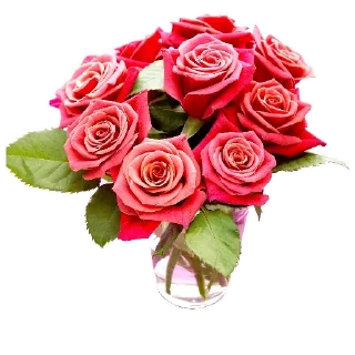 flower plant rose