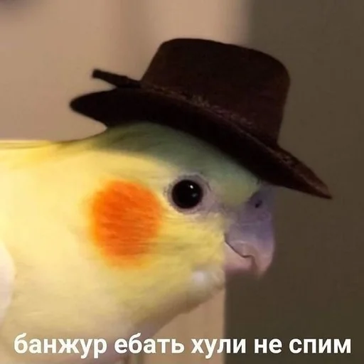 Стикер Cdftwi :: @fStikBot - 2