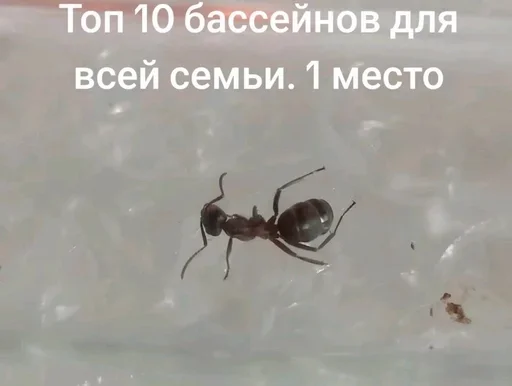 Чертята от @BlackKowka Чертята от @BlackKowka -