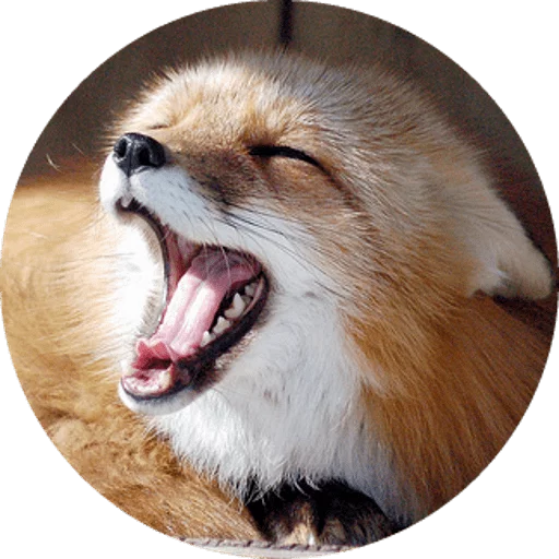 Foxes Foxes -