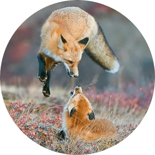 Стикер Foxes - 0