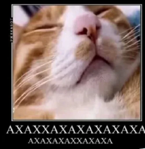 text text animal mammal
