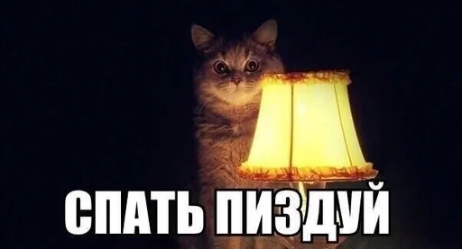 text text animal domestic cat