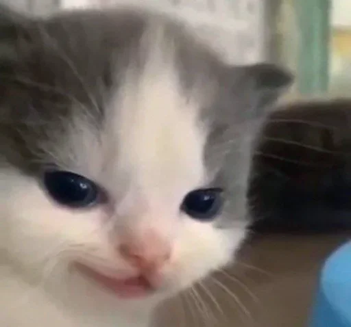 mammal mammal animal cat