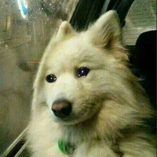 animal animal mammal pet