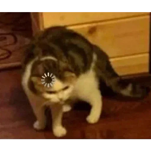 mammal mammal animal domestic cat