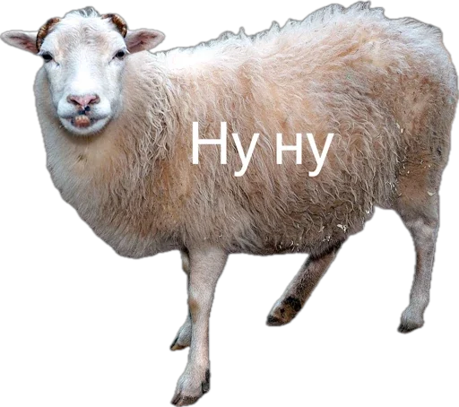 G_is_G G_is_G -