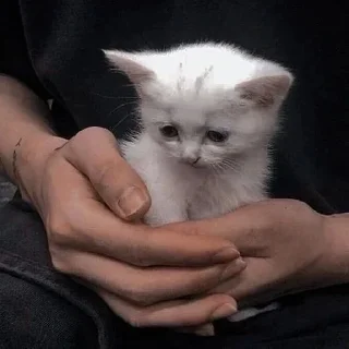 Стикер Catto - 0