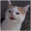 Cat Crying Cat Crying -