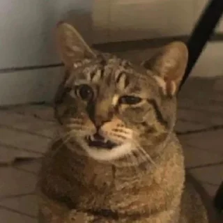 Стикер Gatinhos da Mand - 4 Стикер Gatinhos da Mand - 4