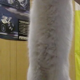 Стикер Gatinhos da Mand - 6 Стикер Gatinhos da Mand - 6