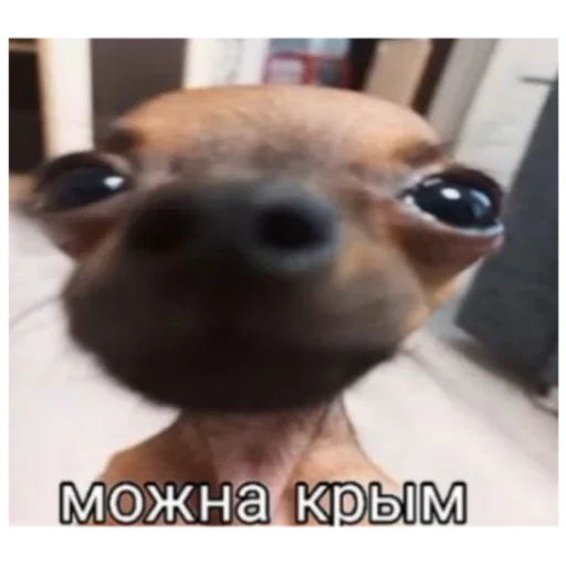 Гейша Гейша -