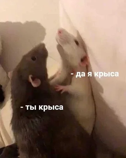 Стикер Геля :: @fStikBot - 5