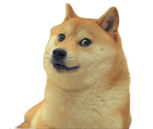 animal animal mammal dog
