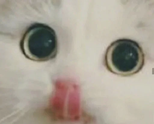 Кit by @fStikBot Кit by @fStikBot - mammal