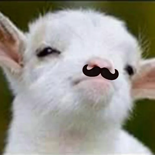 Goat Goat -