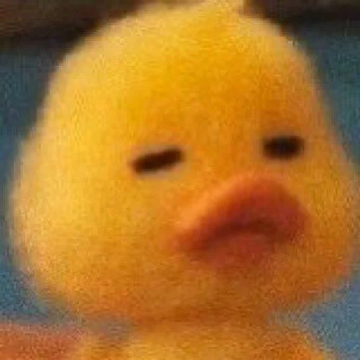 duck duck toy rubber ducky