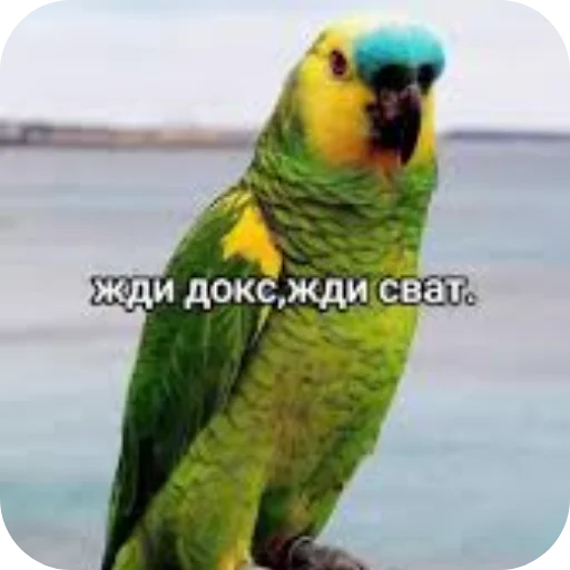 Golubeche Golubeche -