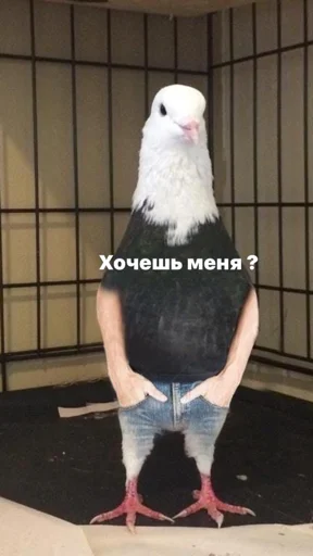 Golybandrey Golybandrey -