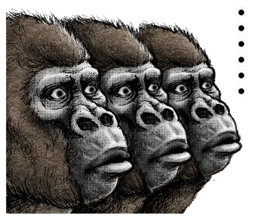 Gorilla Gorilla Gorilla Gorilla -
