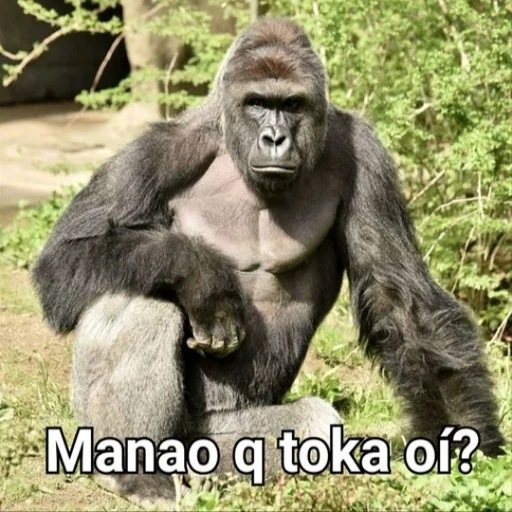 Gorilla Gym Gorilla Gym -