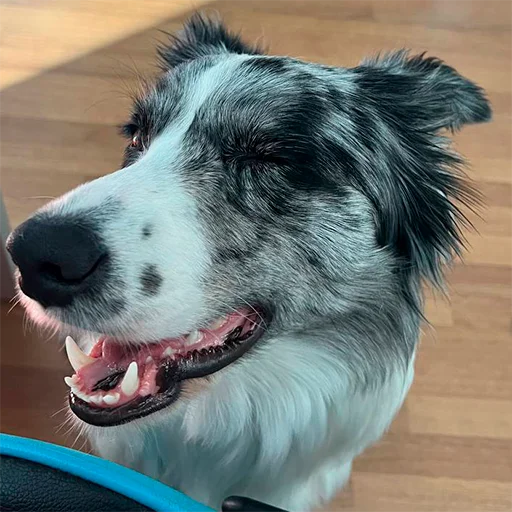 Dog_Grace_Collie Dog_Grace_Collie -