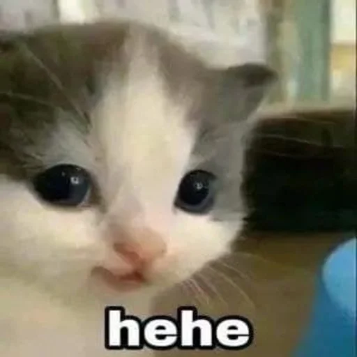 AngryCat AngryCat -