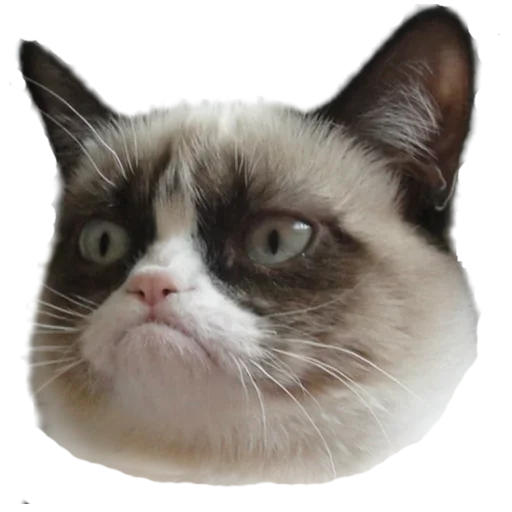 GrumpyCat GrumpyCat - кошка