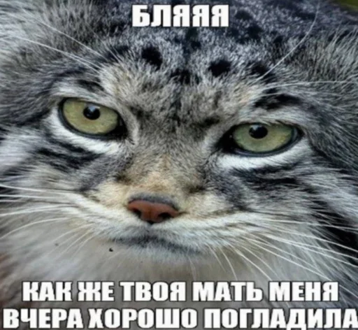 недындра недындра -
