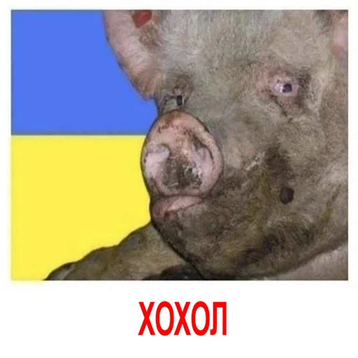 HOHLOMODIOZ HOHLOMODIOZ -
