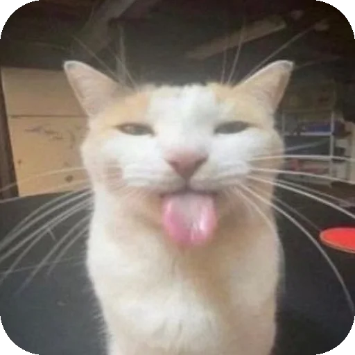 хаха к𑄝т язык п𑄝казывает хаха к𑄝т язык п𑄝казывает -