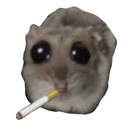 Hamster | More stickers here > @StickerMixUA Hamster | More stickers here > @StickerMixUA -