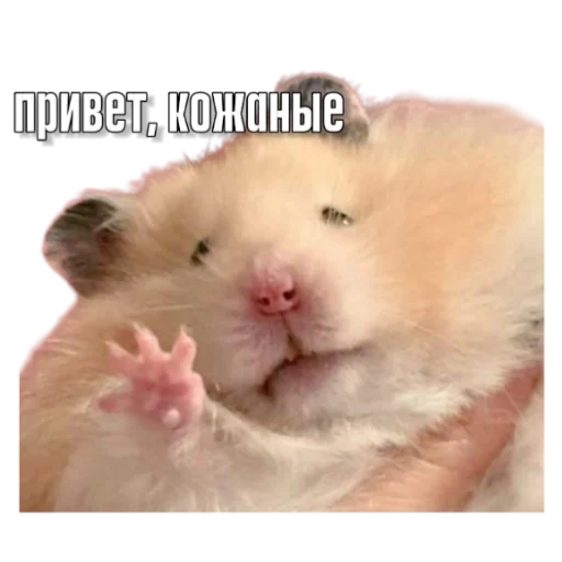Тапаем и плачем: @hamster_kombat_combo_new Тапаем и плачем: @hamster_kombat_combo_new -