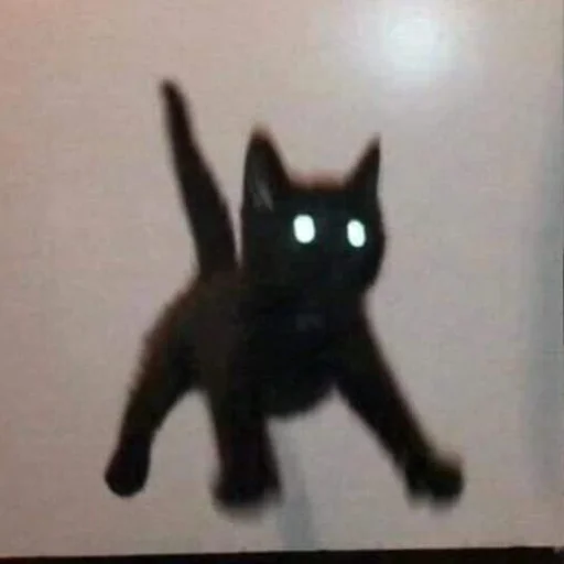 °~cute cats~° °~cute cats~° -