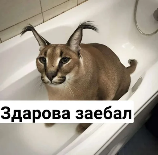 Шлёпа :: @fStikBot Шлёпа :: @fStikBot -