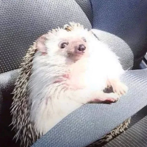 Hedgehogs (@t_stickers) Hedgehogs (@t_stickers) -