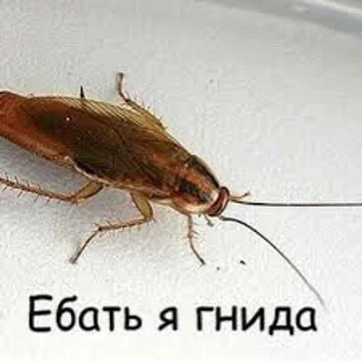 Что-то на животном :: @fStikBot Что-то на животном :: @fStikBot -