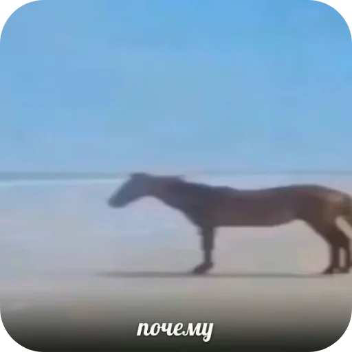 Shaeeeen Shaeeeen -