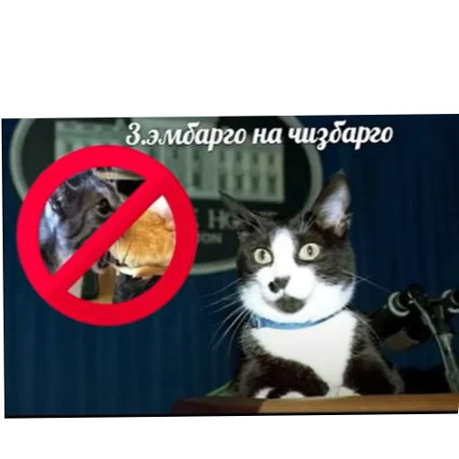 Хоечка Хоечка -