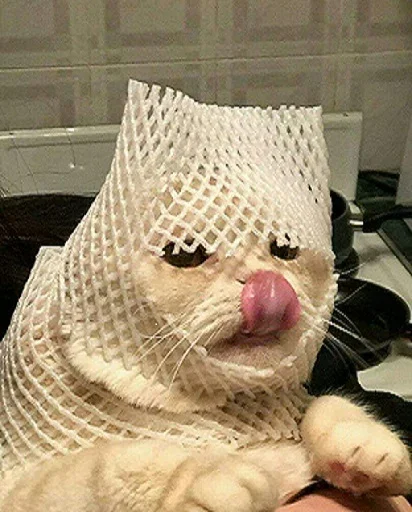 кошка кошка комнатный кошачьи