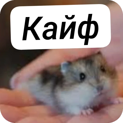 Хомячки ™™™™ Хомячки ™™™™ -